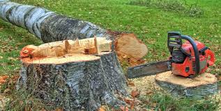 Best Fruit Tree Pruning  in Claude, TX