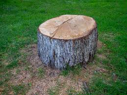 How Our Tree Care Process Works  in  Claude, TX