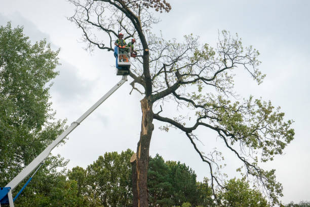 Reliable Claude, TX Tree Services Solutions